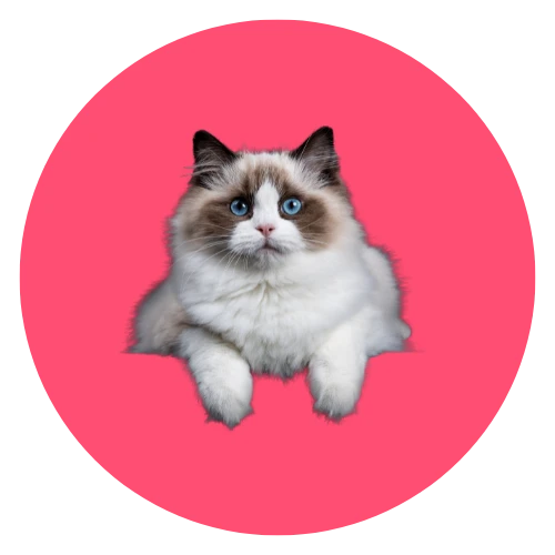 Pet Supplies
